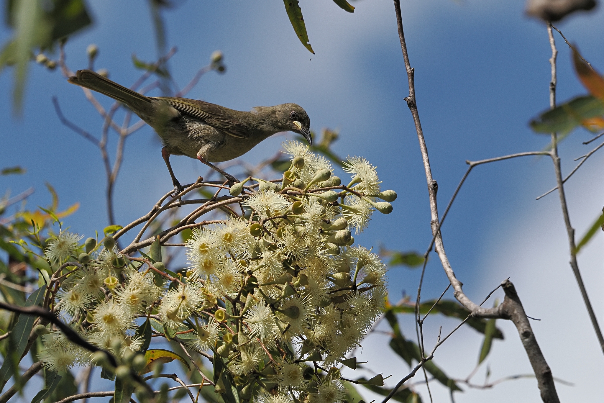 White-gaped Honeyeater (Stomiopera unicolor), photo 5
