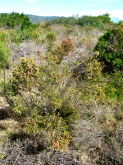 Passerina rigida