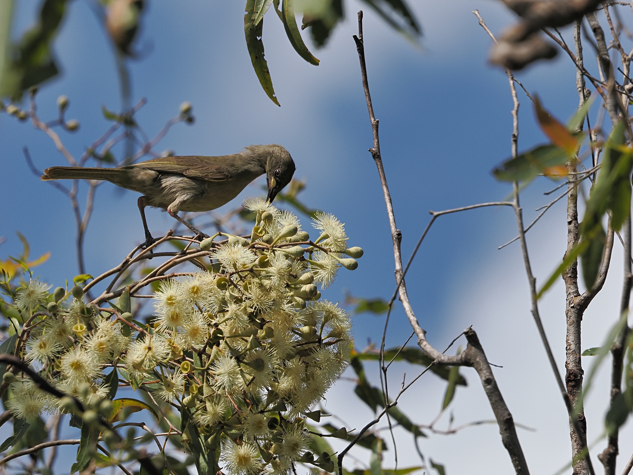 White-gaped Honeyeater (Stomiopera unicolor), photo 6