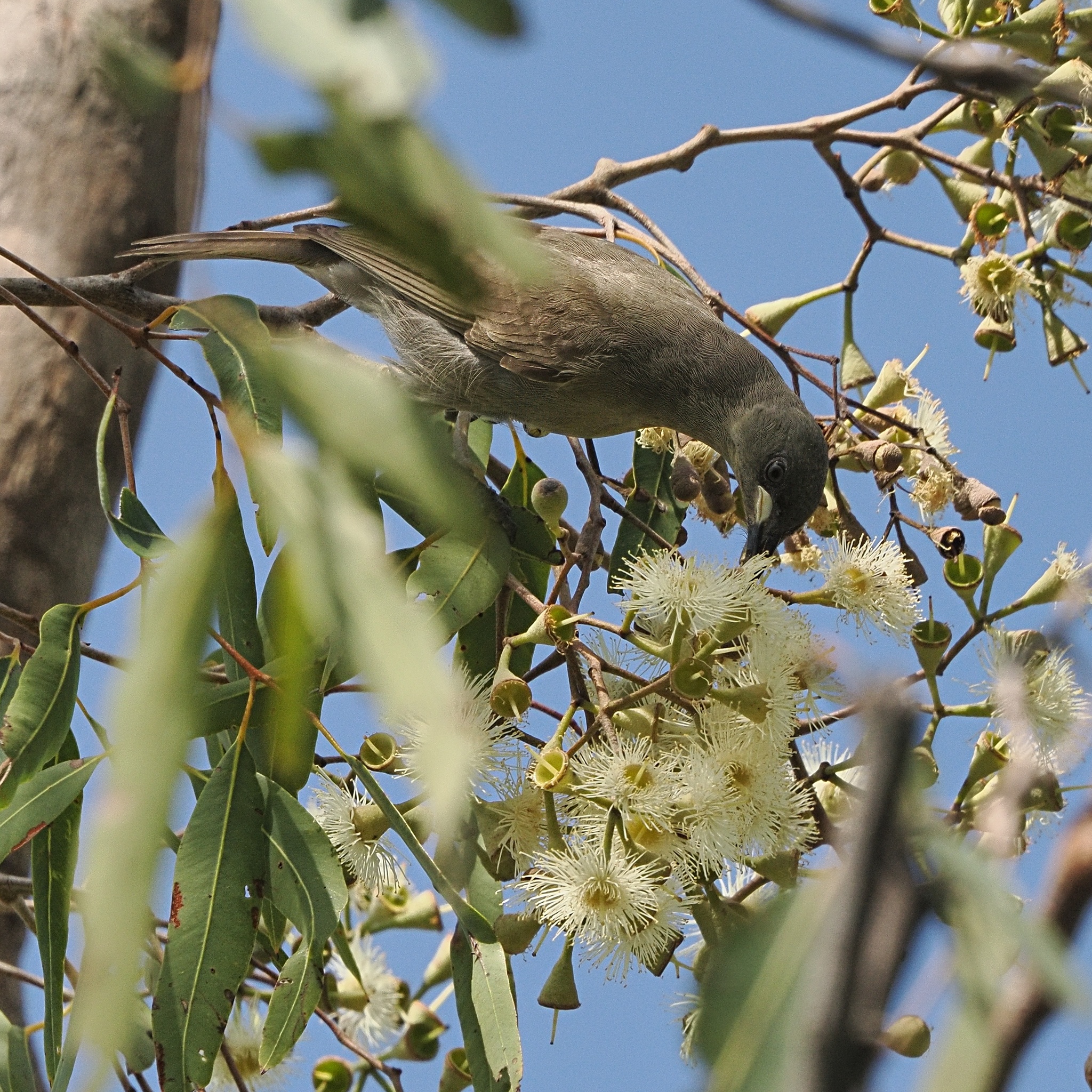 White-gaped Honeyeater (Stomiopera unicolor), photo 7