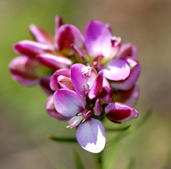 Polygala ericifolia