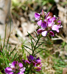 Polygala ericifolia