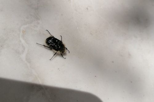 Tropinota squalida pilosa