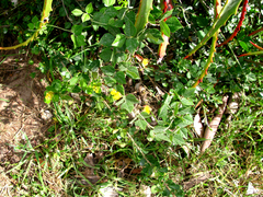 Rhynchosia caribaea