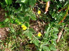 Rhynchosia caribaea