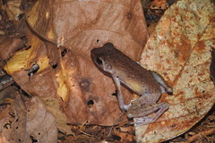 Pulchrana baramica