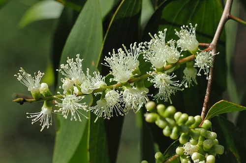 Weeping Paperbark (Melaleuca leucadendra)