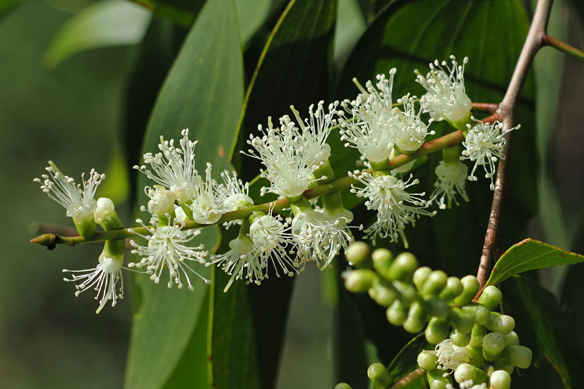 Weeping Paperbark (Melaleuca leucadendra)