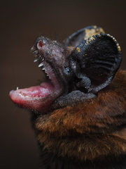 Rohu's Bat photo 3