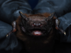Rohu's Bat photo 4