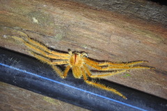 Heteropoda davidbowie