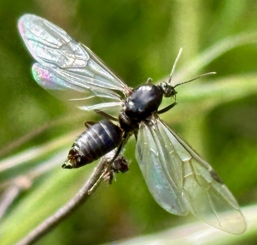 iNaturalist observation photo of Western Velvety Tree Ant