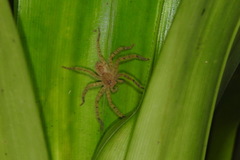 Heteropoda davidbowie