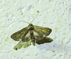 Anigraea ochrobasis