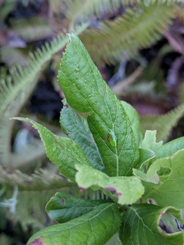 ʻōhelo kau lāʻau (Vaccinium calycinum)