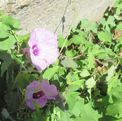 Tievine (Ipomoea cordatotriloba)