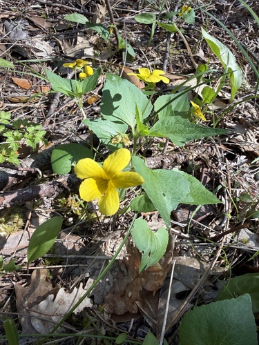Pine Violet (Viola lobata)