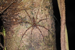 Heteropoda boiei