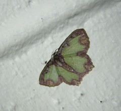 Eucyclodes erymnodes