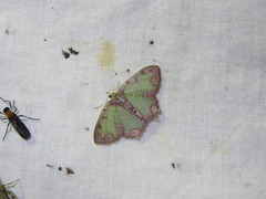 Eucyclodes erymnodes