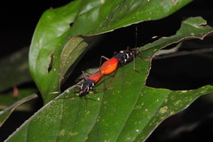 Dindymus vinulusoides