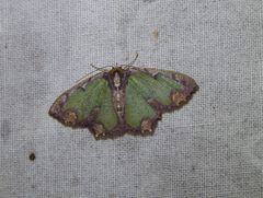 Eucyclodes erymnodes