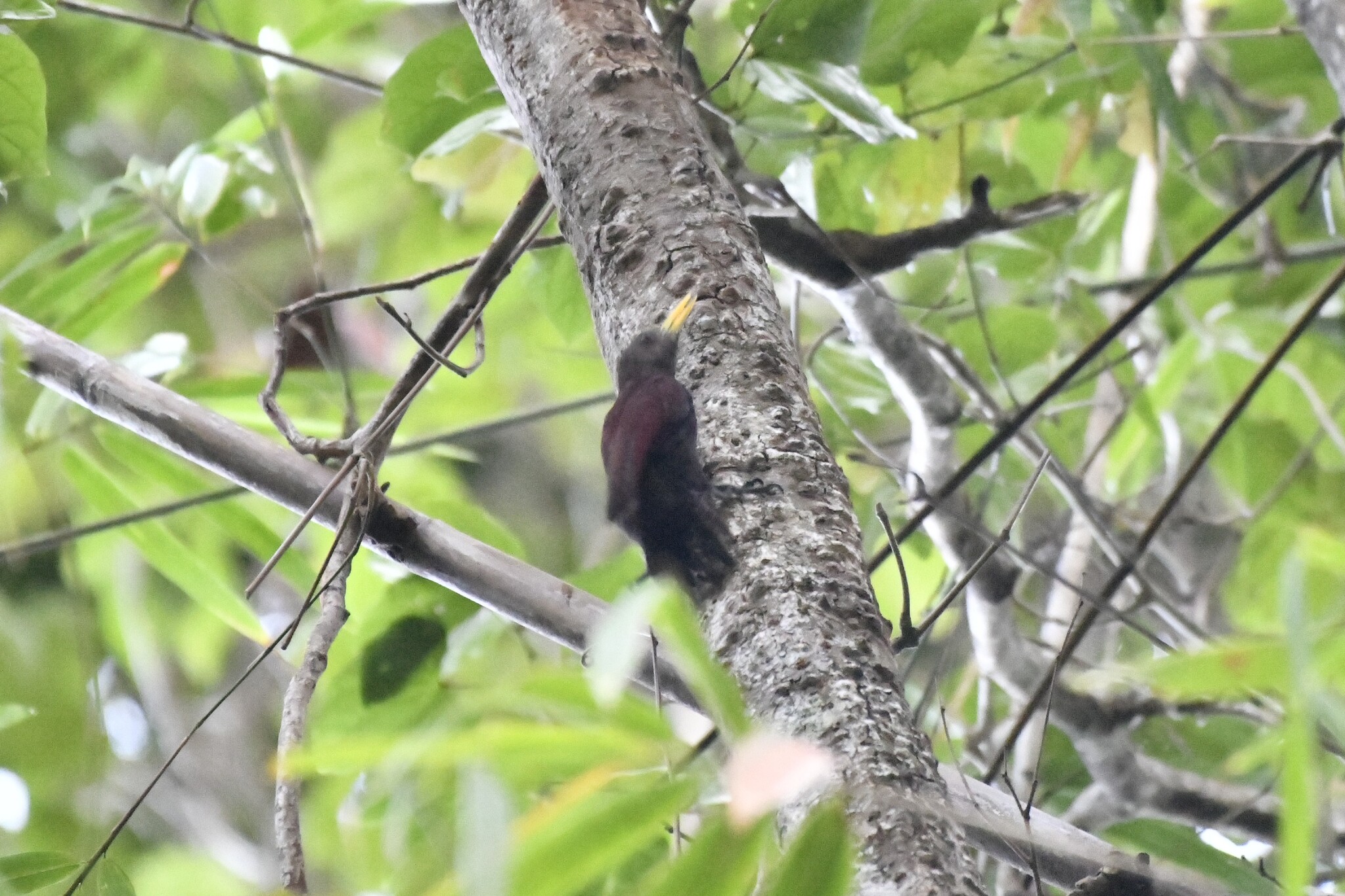 Maroon Woodpecker (Blythipicus rubiginosus), photo 8