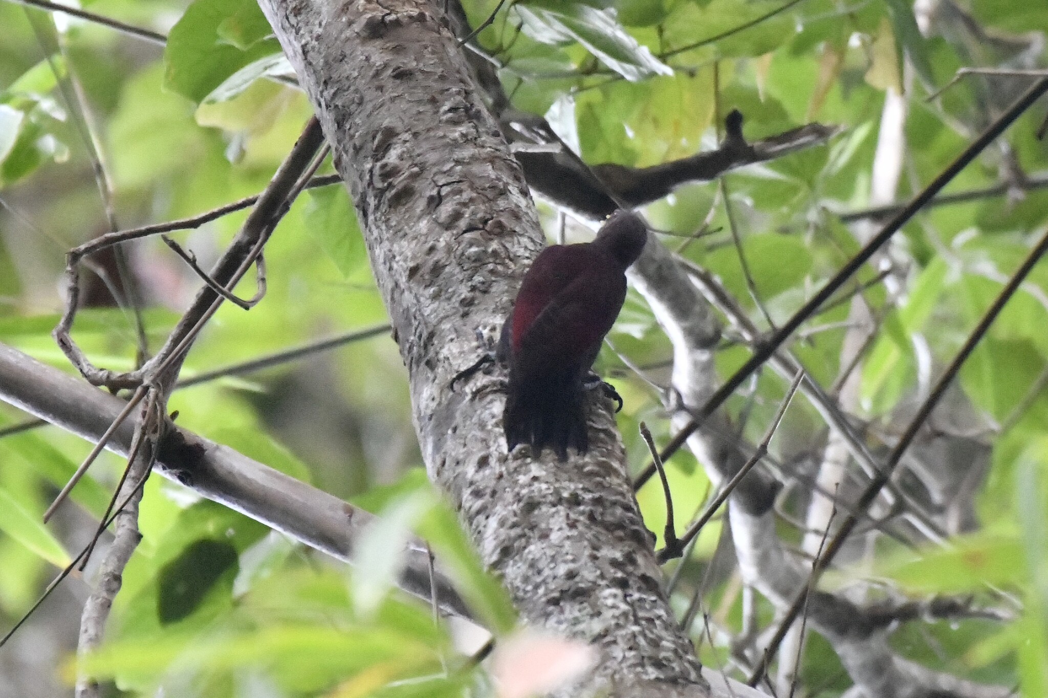 Maroon Woodpecker (Blythipicus rubiginosus), photo 9