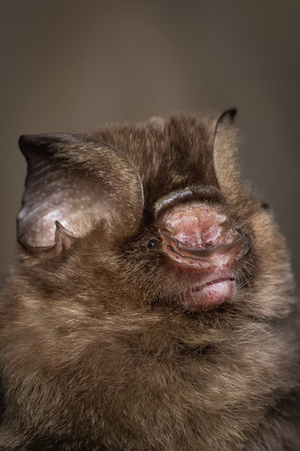 Hipposideros galeritus observed 2025-12-09