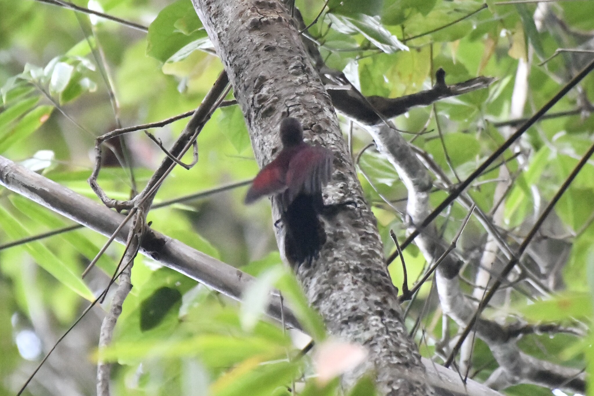 Maroon Woodpecker (Blythipicus rubiginosus), photo 7