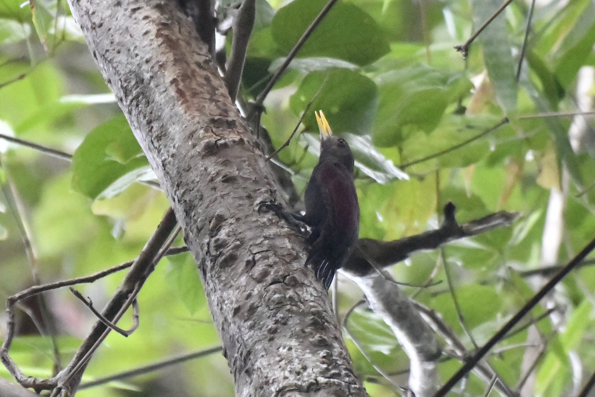 Maroon Woodpecker (Blythipicus rubiginosus), photo 6