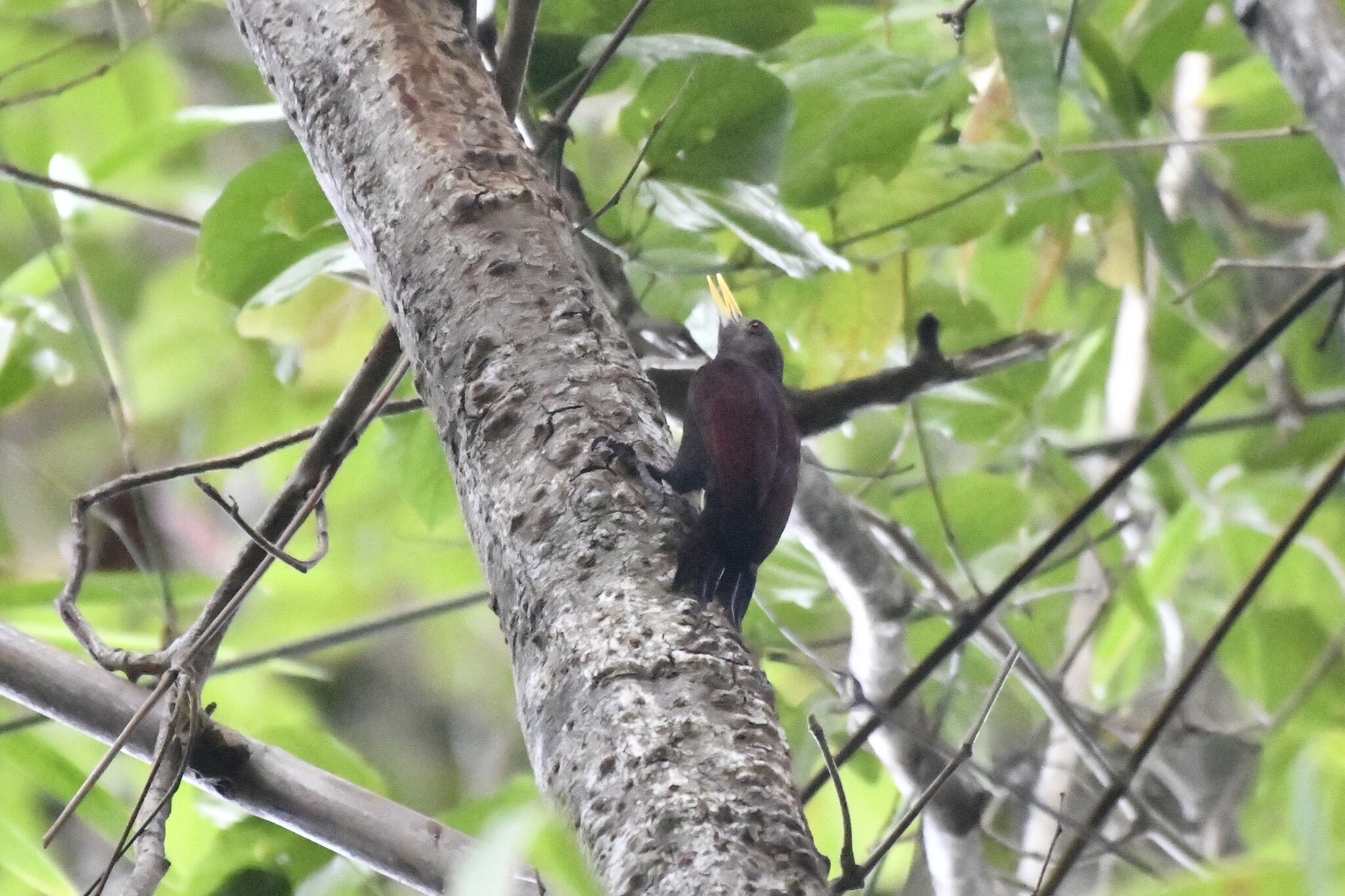 Maroon Woodpecker (Blythipicus rubiginosus), photo 5