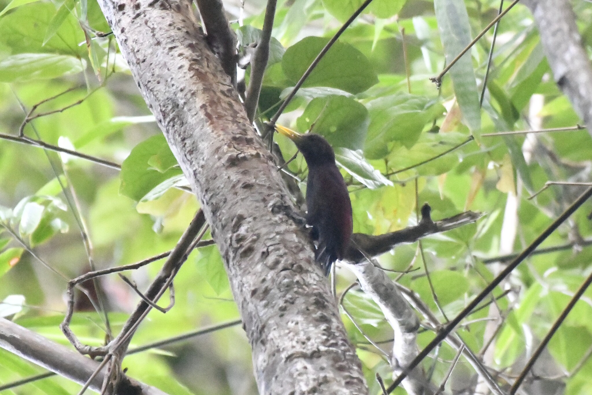 Maroon Woodpecker (Blythipicus rubiginosus), photo 10
