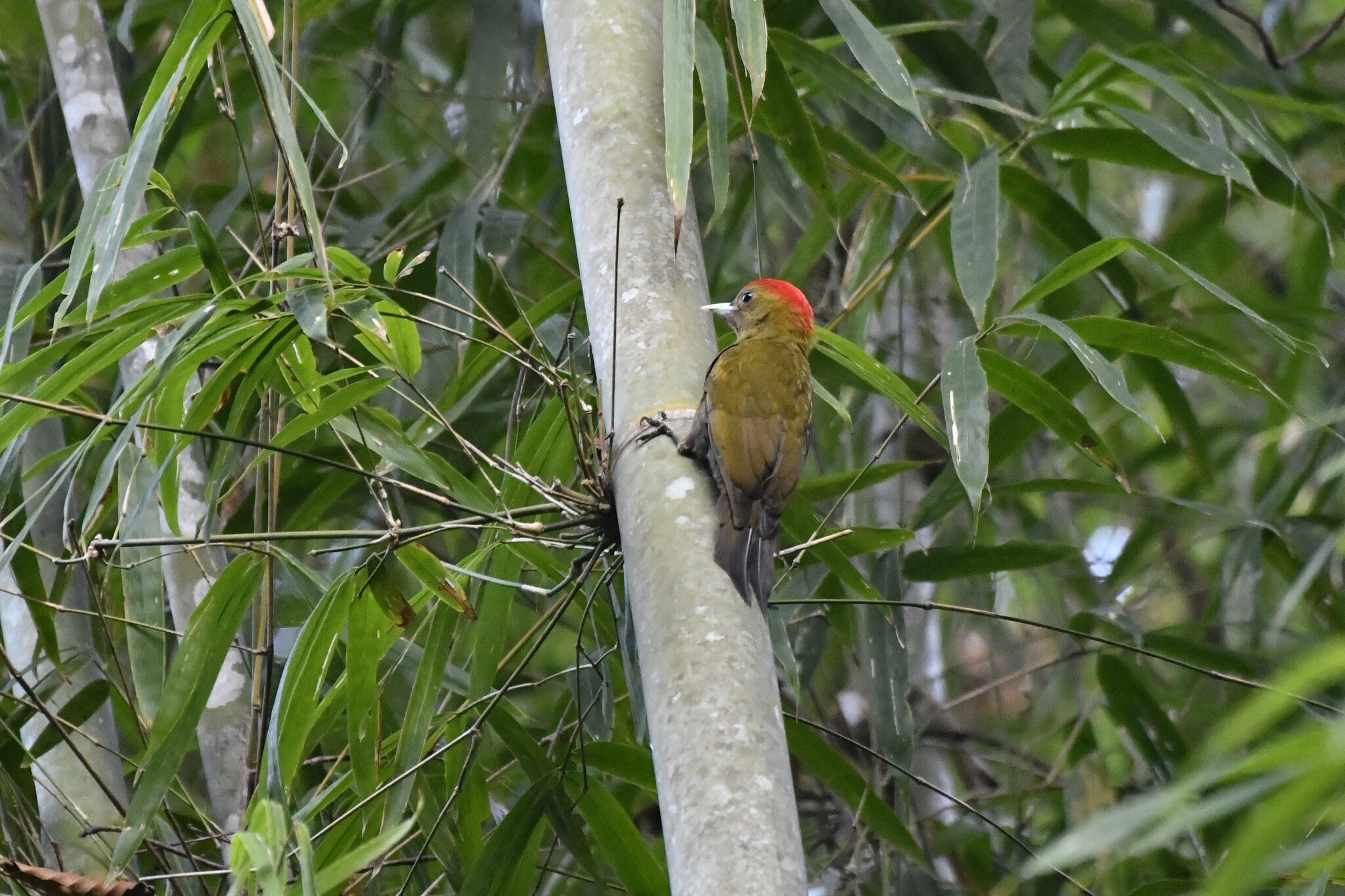 Bamboo Woodpecker (Gecinulus viridis), photo 4
