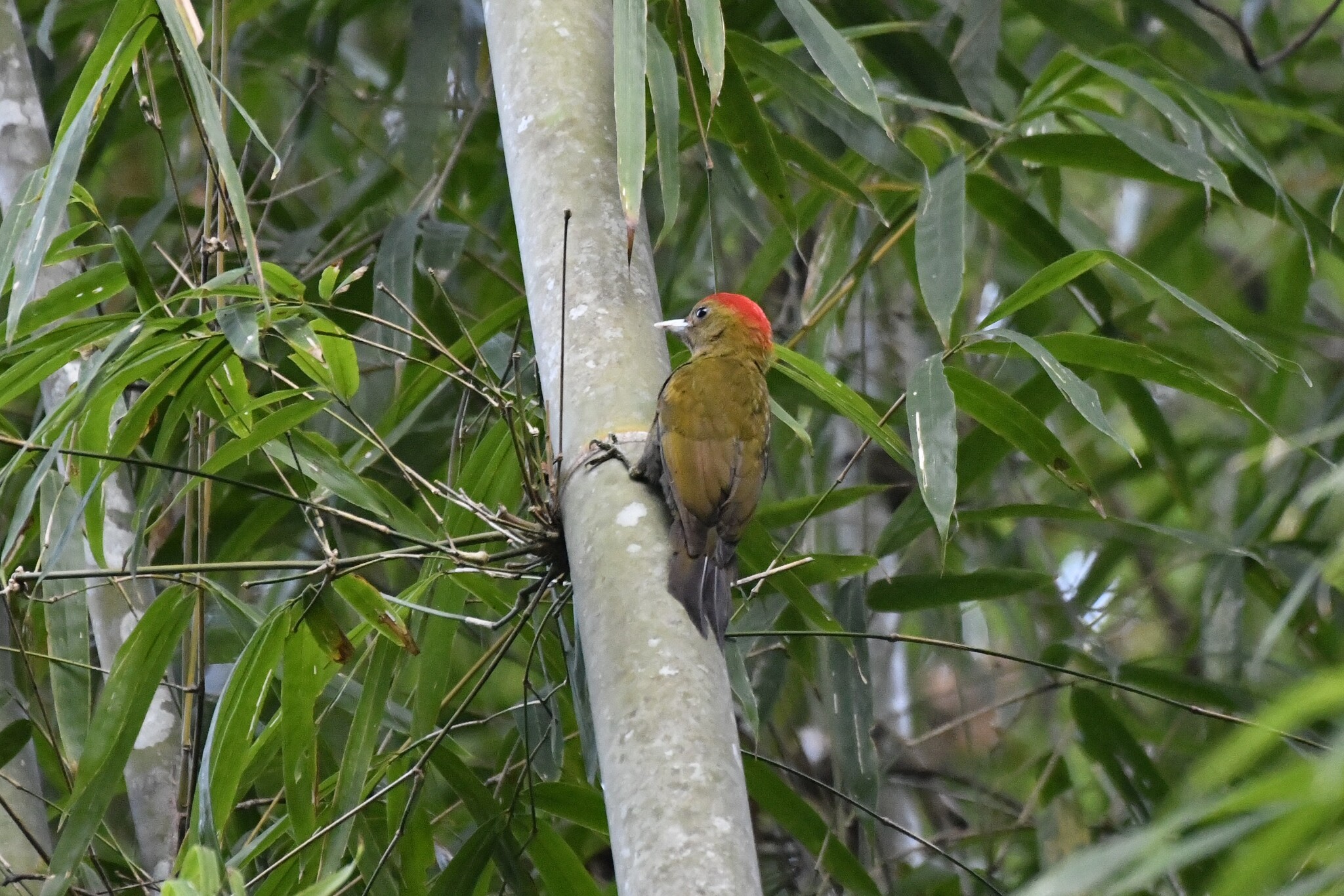 Bamboo Woodpecker (Gecinulus viridis), photo 5
