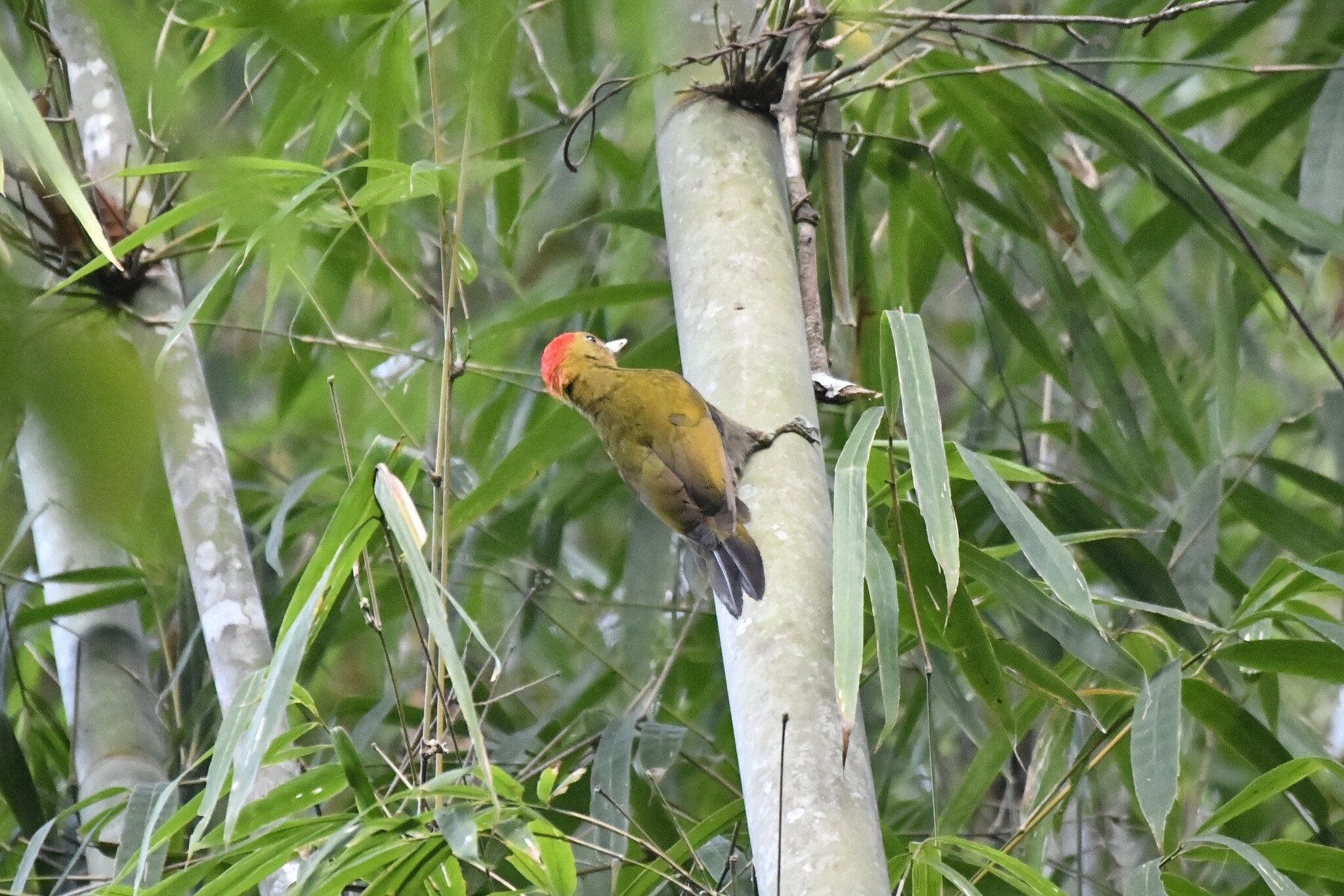 Bamboo Woodpecker (Gecinulus viridis), photo 2