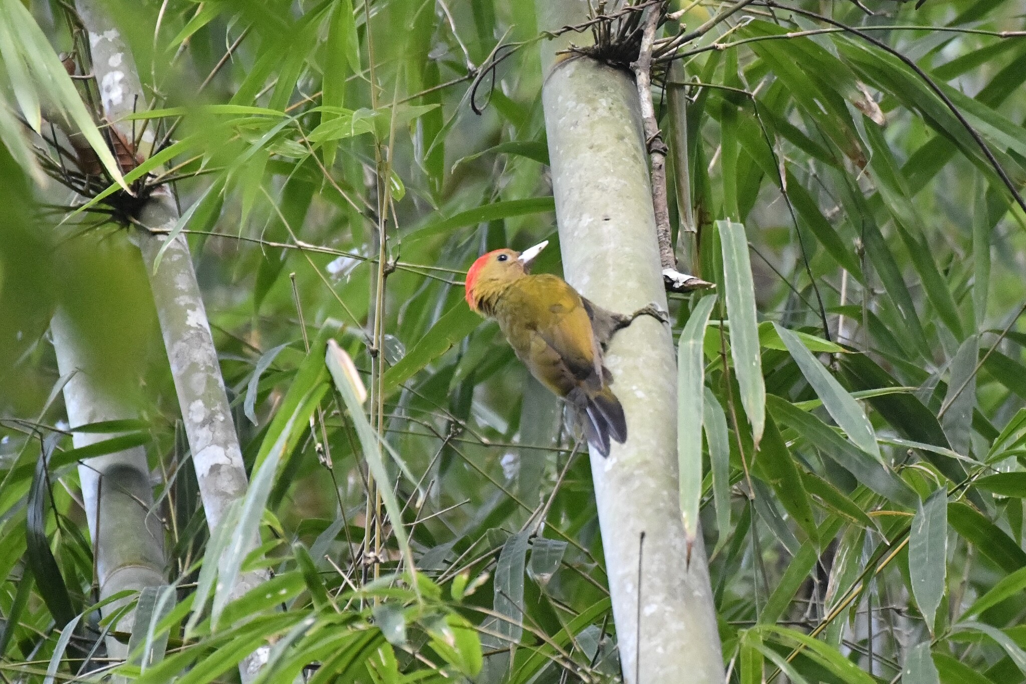 Bamboo Woodpecker (Gecinulus viridis), photo 1