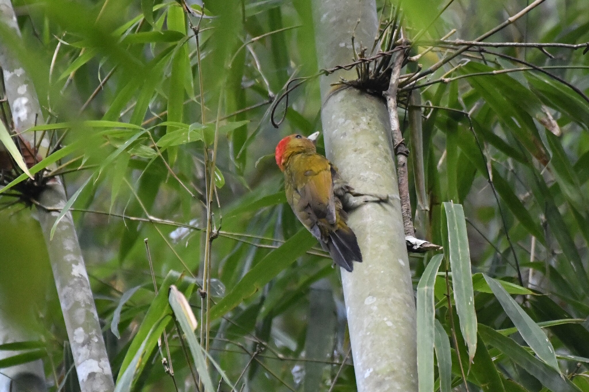 Bamboo Woodpecker (Gecinulus viridis), photo 3