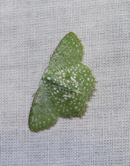 Eucyclodes callisticta