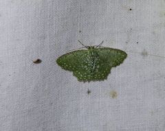 Eucyclodes callisticta