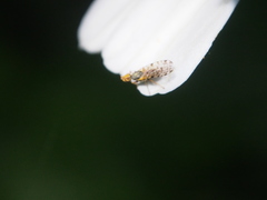 Campiglossa sororcula