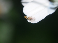 Campiglossa sororcula