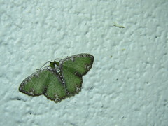 Eucyclodes erymnodes