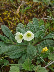 Nonea lutea
