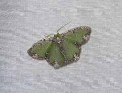 Eucyclodes erymnodes