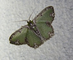 Eucyclodes erymnodes