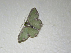 Eucyclodes erymnodes