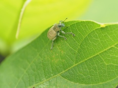 Eugnathus distinctus