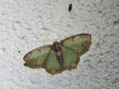 Eucyclodes erymnodes