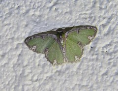 Eucyclodes erymnodes